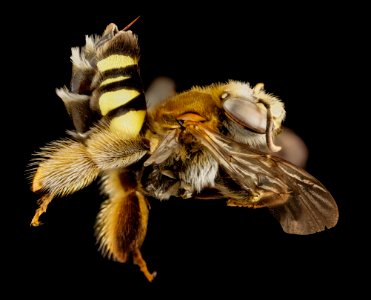 bee fur foot yellowspot, f, argentina, side 2014-08-14-15.16.14 ZS PMax photo
