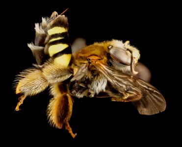 bee fur foot yellowspot, f, argentina, side 2014-08-14-15.16.14 ZS PMax