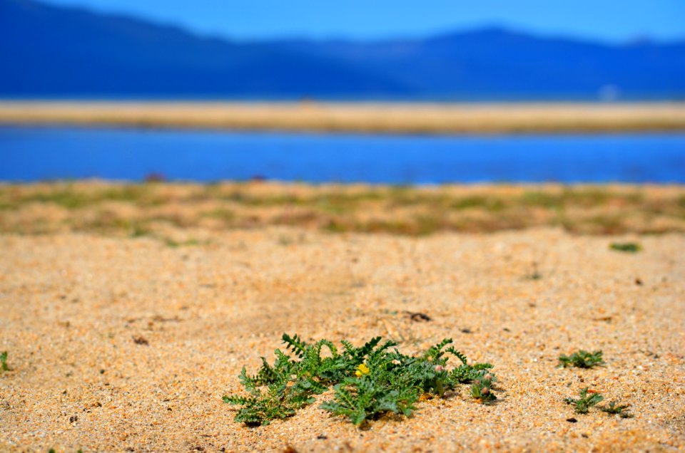 Tahoe Yellow Cress