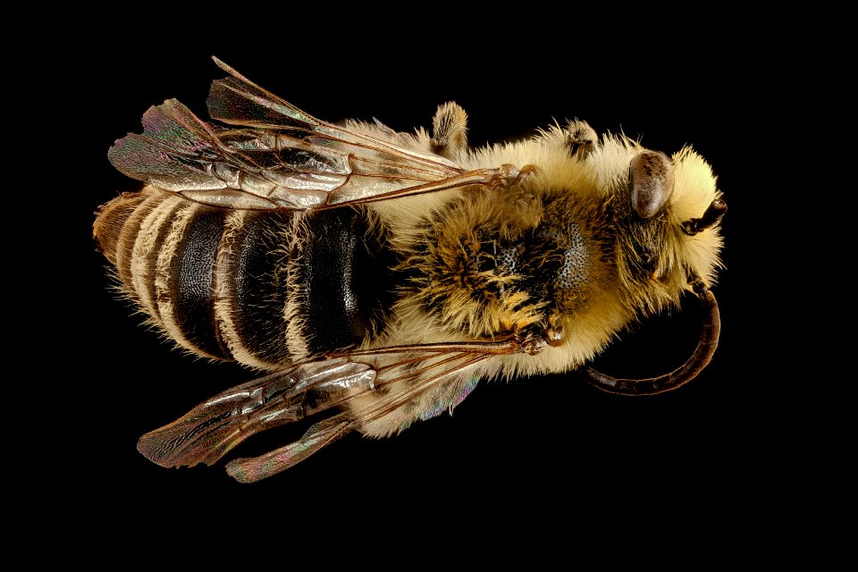 Colletes kincaidii, f, back, Grant Co., Hyannis, NE 2018-08-10-15.45.09 ZS PMax UDR
