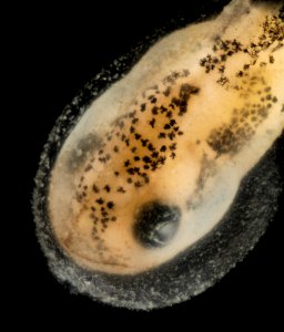 Tadpole 2015-04-16-12.04.26 ZS PMax