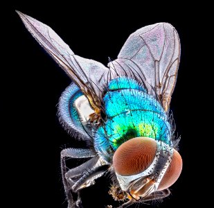 green metallic fly, Belltsville, back 2020-10-16-18.07.16 ZS PMax UDR photo