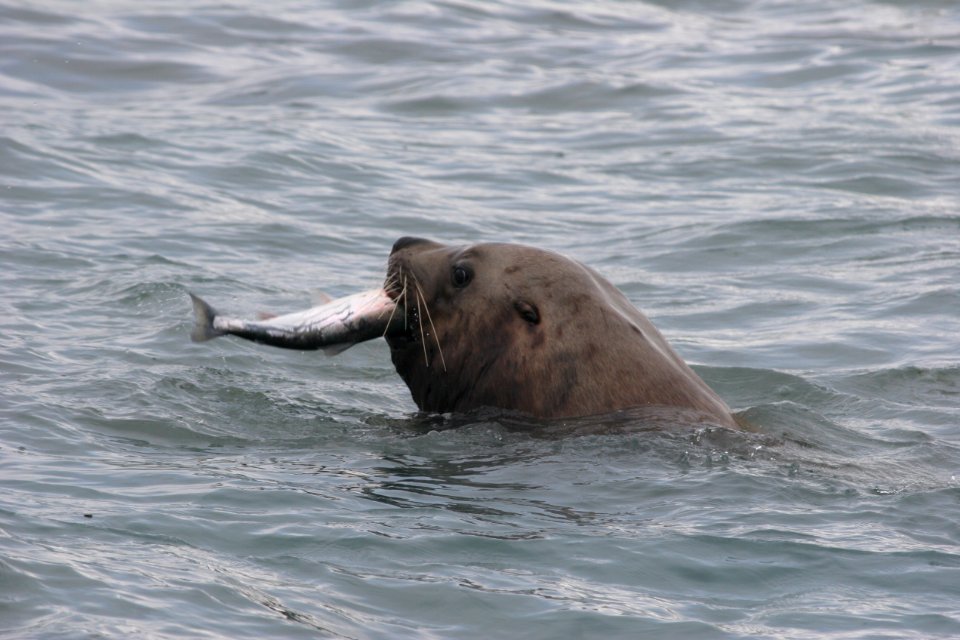 Sea Lion Eating a Salmon