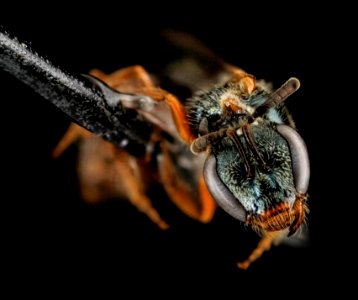 Lasioglossum tarponense, F, face, Florida, St Johns County 2013-03-04-18.12.59 ZS PMax
