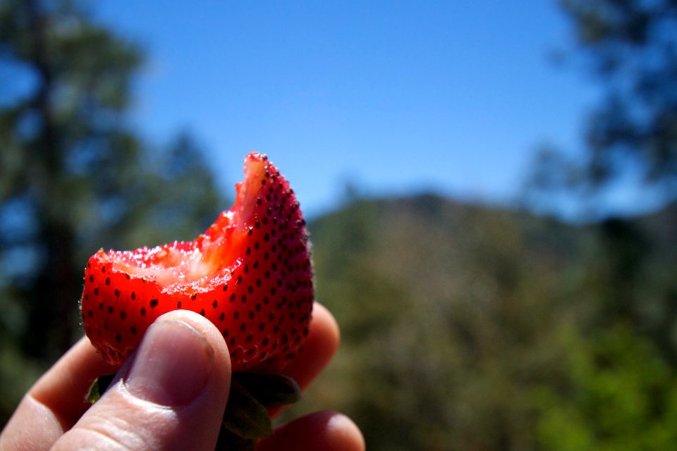 2010/365/136 Enjoying a Strawberry in Strawberry, AZ