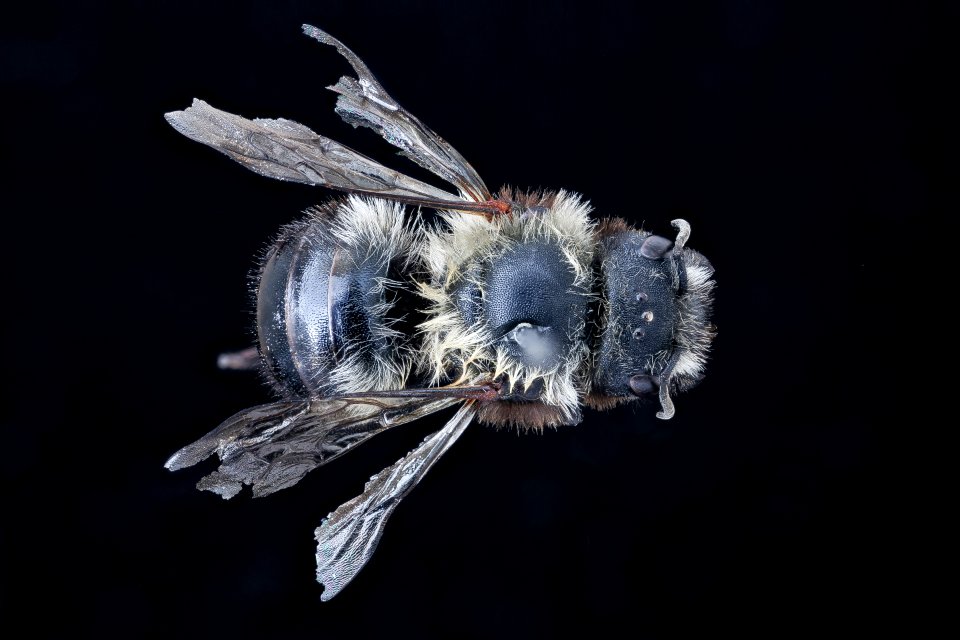 Osmia mystery, u, back, Cook Co. MN 2020-02-17-19.15.26 ZS PMax UDR