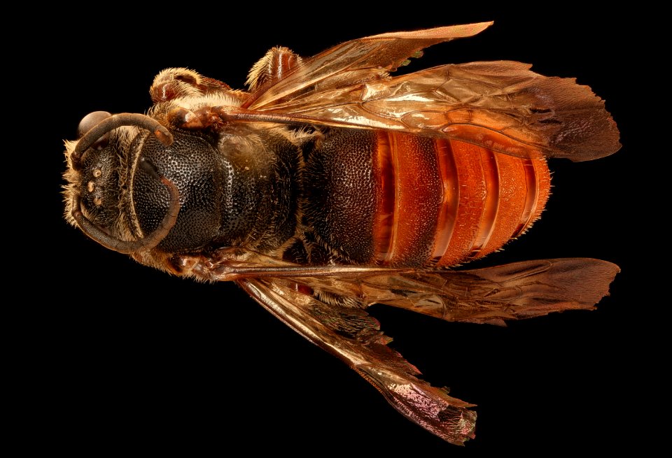 Spatunomia rubra, u, back, Skukuza, South Africa 2018-08-15-16.20.12 ZS PMax UDR
