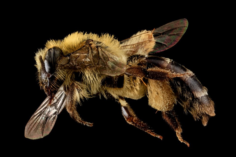 Andrena asteris, F, side, WVa 2013-06-10-15.16