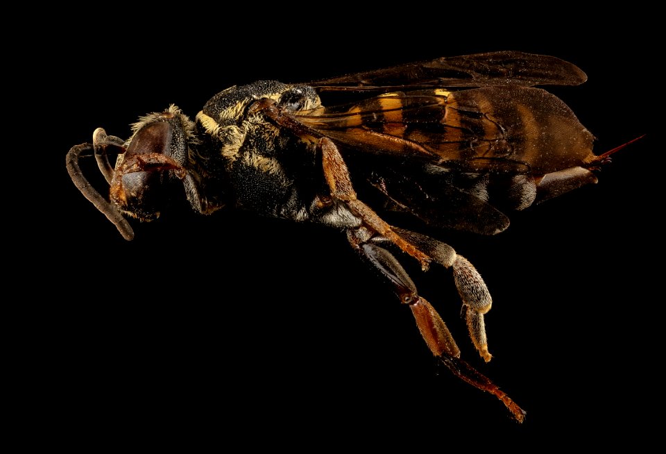 Triepeolus cressonii, f, left, Washington D.C 2018-04-23-18.12
