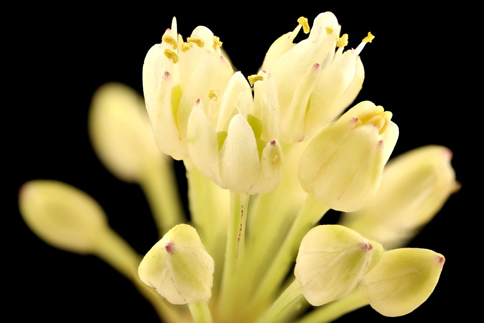 Allium tricoccum 2, Ramps, flower, GFG, Howard County, Md, Helen Lowe Metzman 2018-07-13-15.52.41 ZS PMax UDR