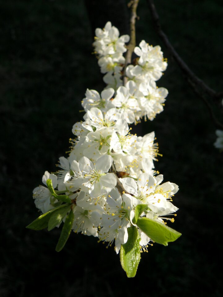 Fruit tree spring white