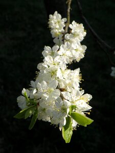 Fruit tree spring white