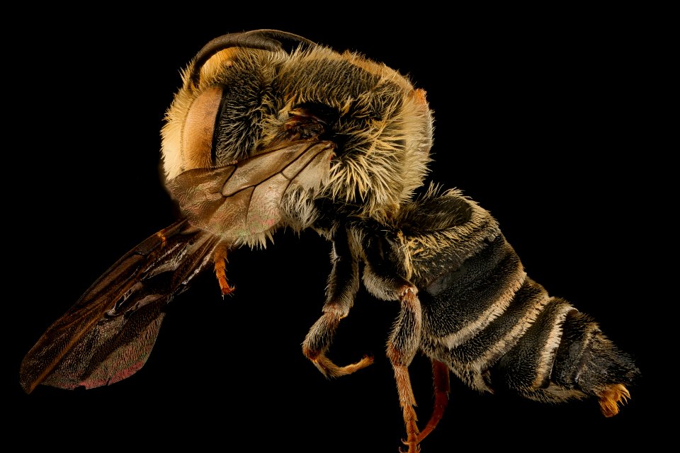 Coelioxys immaculata, m, left, Caroline County, MD 2018-03-06-21.26