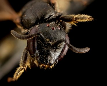 Lasioglossum glabriventre, F, Face1, WY, Lincoln County 2014-06-20-16.15.37 ZS PMax photo