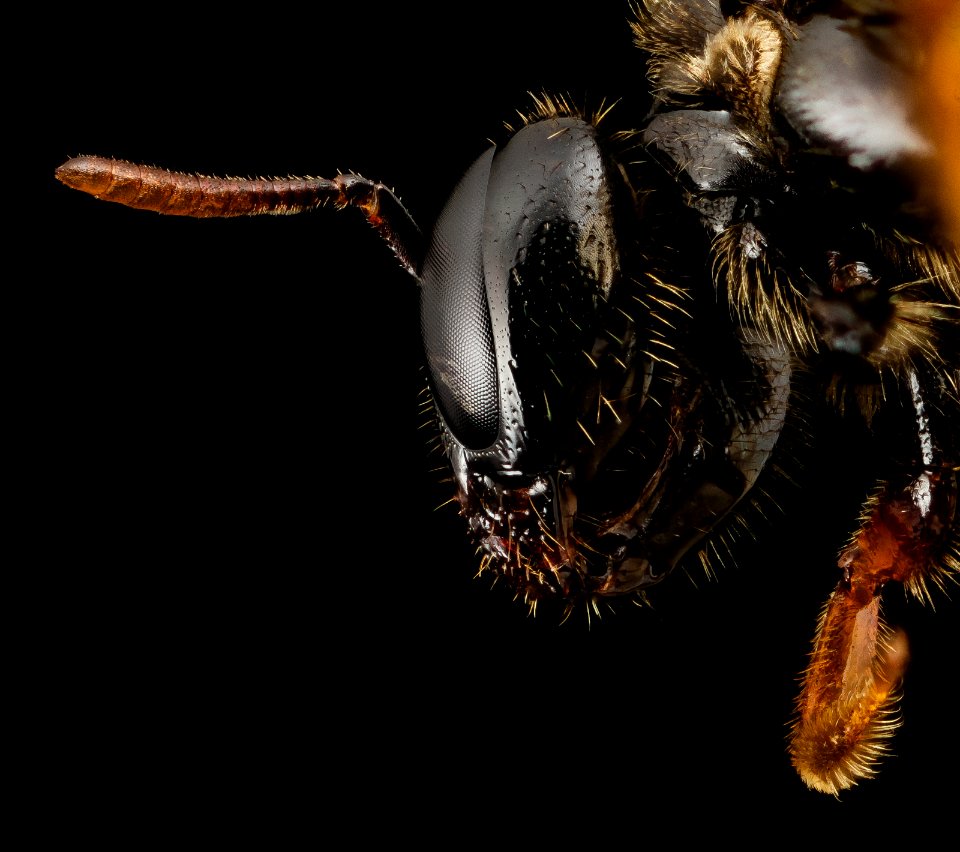 Exoneura species, f, australia, face2 2014-11-01-21.59.50 ZS PMax