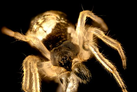 spider 10x, beltsville, md 2016-08-06-16.48