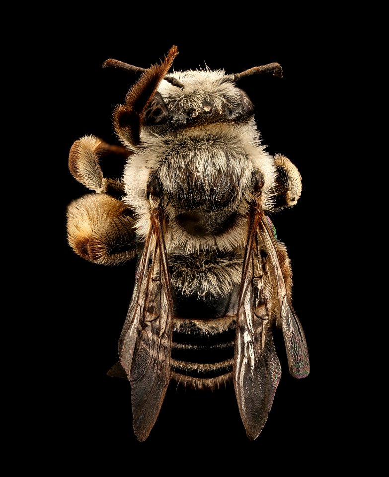 Melissodes tinctus, f, back, FL, Broward Co 2017-07-20-11.38