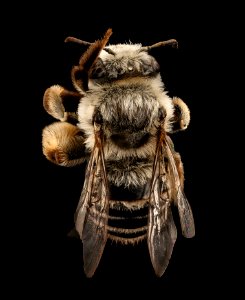 Melissodes tinctus, f, back, FL, Broward Co 2017-07-20-11.38