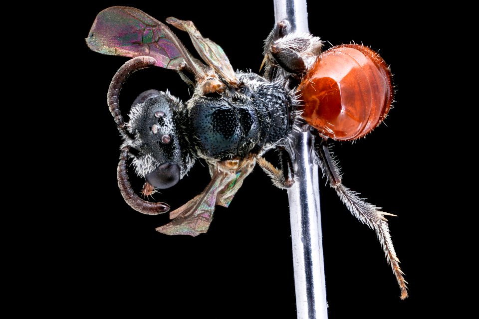 Sphecodes, f, MD, back 2021-02-12-14.06.07 ZS PMax UDR