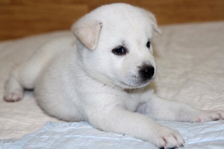 Dog puppy white fur photo