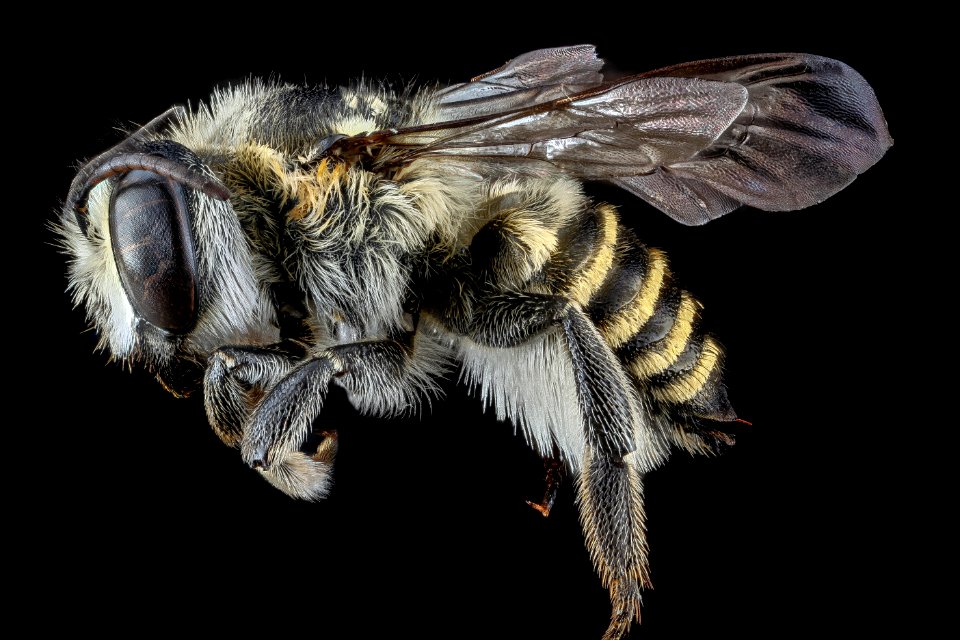 Megachile deceptrix, F, side, Dominican Republic 2012-10-03-16.22.31 ZS PMax photo