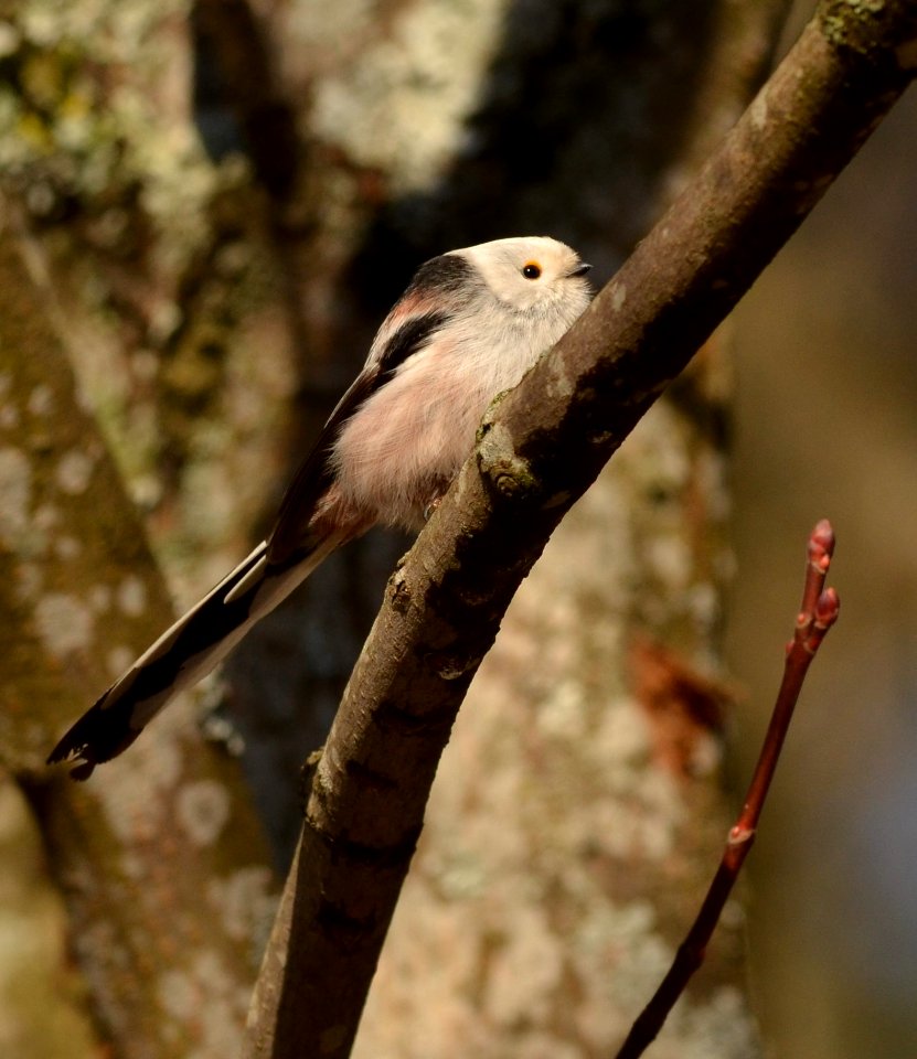 Aegithalos caudatus