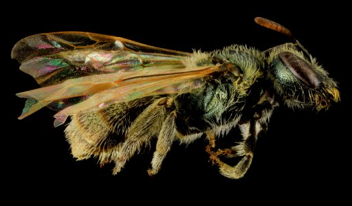 Lasioglossum abundipunctum, F, Side, WY, Lincoln County 2014-06-06-12.39