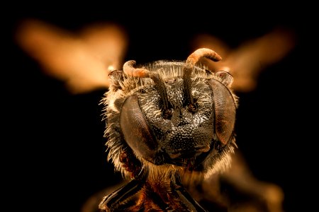 Macropis patellata, f, face, Bath County, VA 2019-10-21-17.11.07 ZS PMax UDR