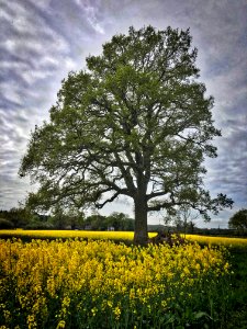Tree of Life