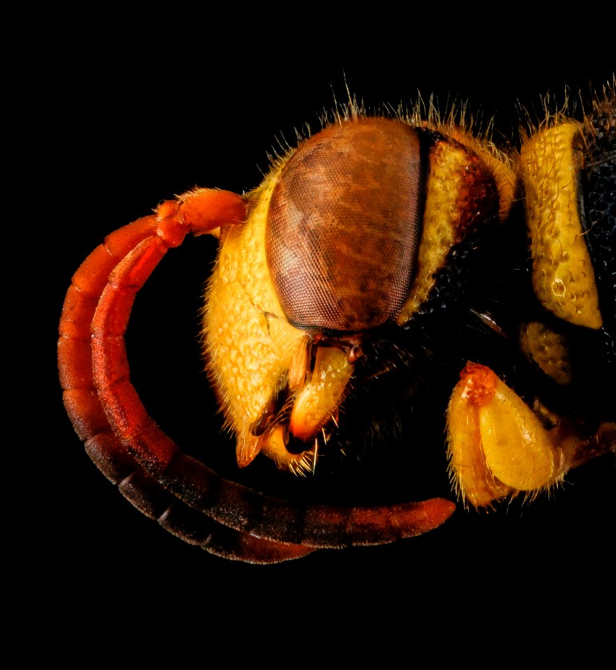 Cerceris triangulata, M, face left side, Guantanamo Bay, Cuba 2012-09-25-15.43.30 ZS PMax