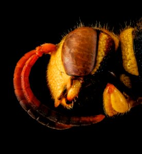 Cerceris triangulata, M, face left side, Guantanamo Bay, Cuba 2012-09-25-15.43.30 ZS PMax
