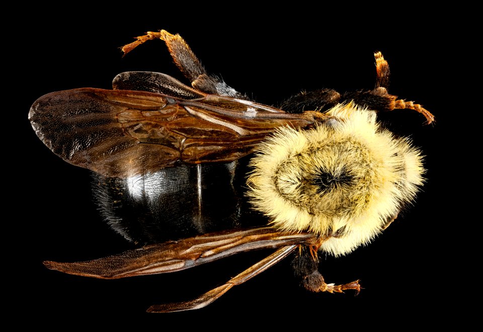 Bombus citrinus, U, back1, Maryland, Caroline County 2013-03-12-14.10