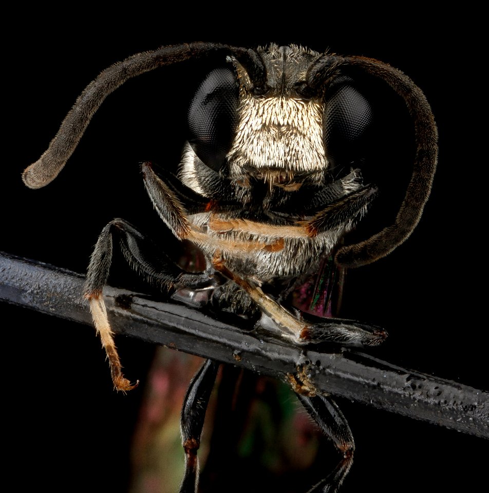 Wasp species, U, face, Dominican Republic, La Ve 2012-12-11-15.50