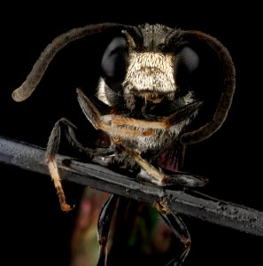 Wasp species, U, face, Dominican Republic, La Ve 2012-12-11-15.50