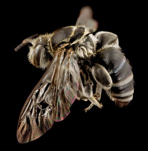 Nomia spiney, m, vietnam, side 2014-08-09-21.41.29 ZS PMax