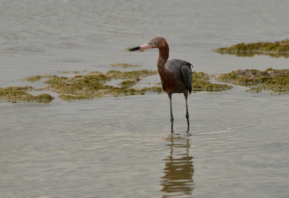 Egretta rufescens