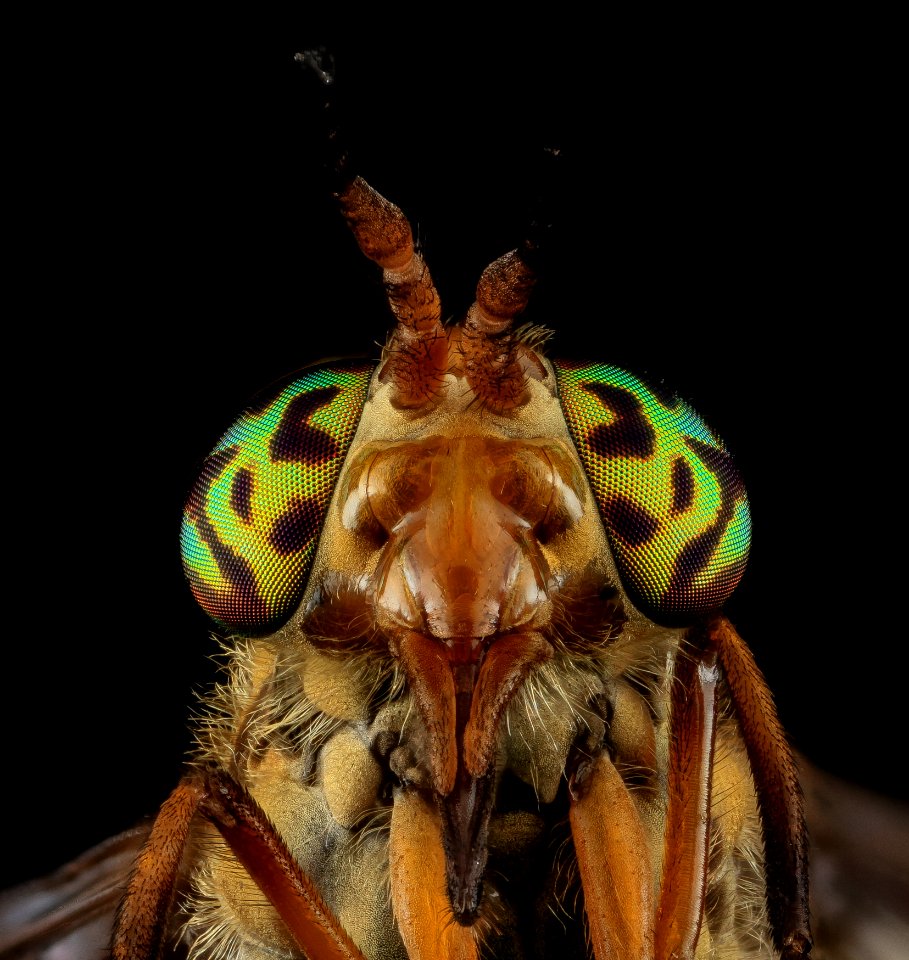Tabanidae, U, Eyes 3, MD, Bowie 2013-06-26-17.53.04 ZS PMax