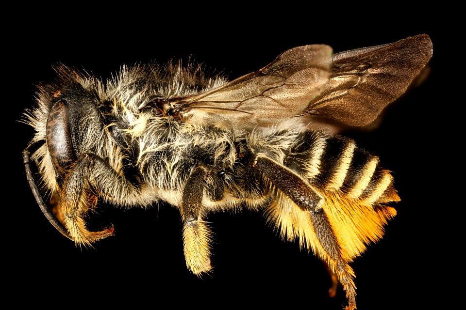 Megachile relativa, 420668, Garett co, Side 2016-06-27-14.47.07 ZS PMax UDR