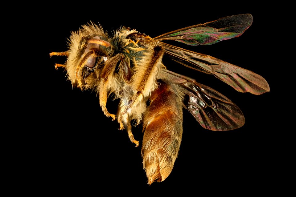 Andrena gnaphalii, f, side, Santa Barbara, CA 2016-08-12-17.48