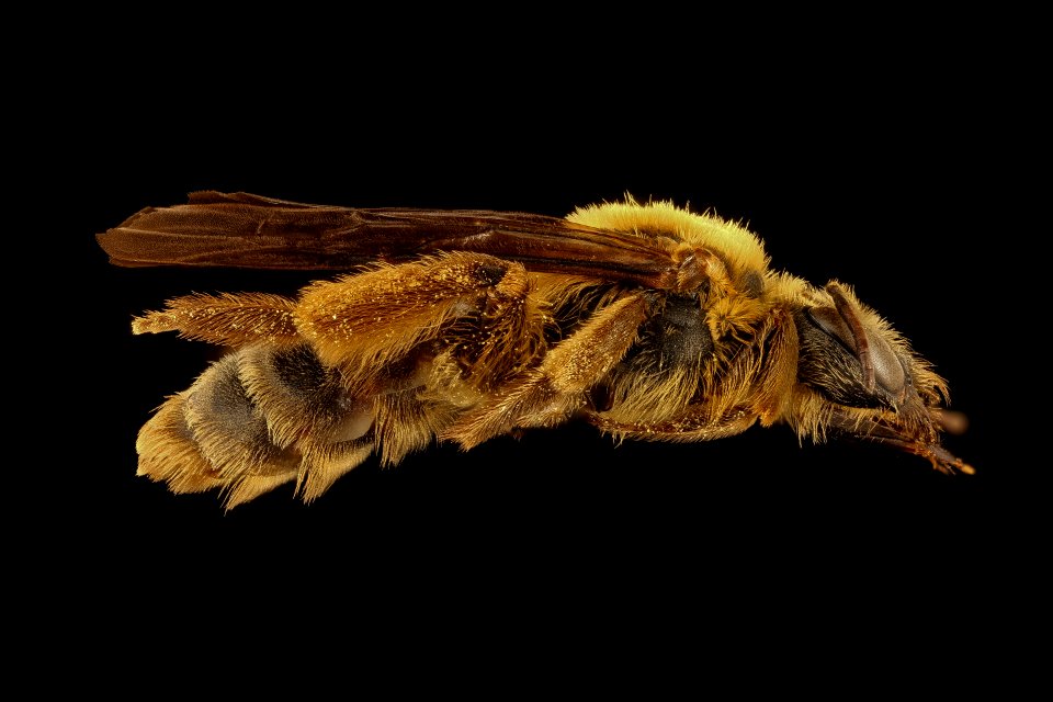 Andrena helianthiformis, f, right, Pennington Co., SD 2018-08-10-12.50.24 ZS PMax UDR