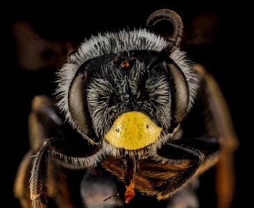 Andrena aliciae, male, face 2012-08-07-17.25 photo