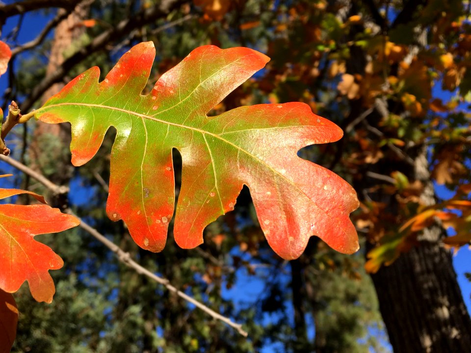 Reds Popping Out on Oak Trees