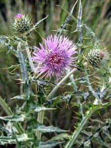 Summer quills wild flower
