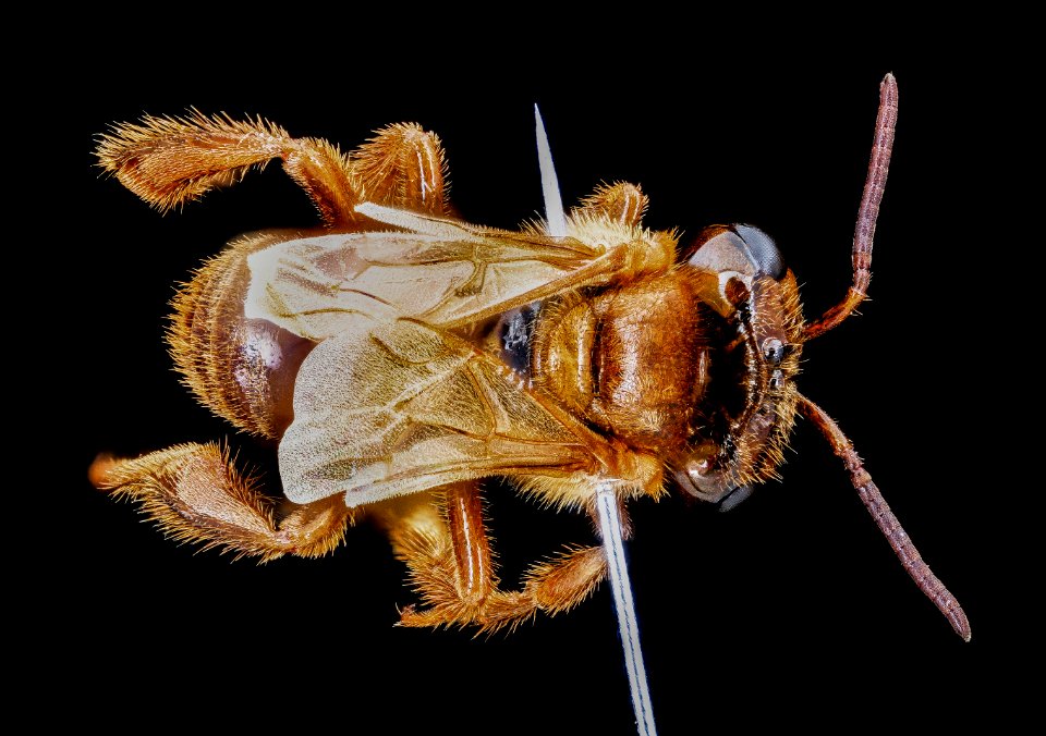 Oxytrigona mellicolor, f, back, San Jose, Costa Rica 2020-08-18-16.54.22 ZS PMax UDR