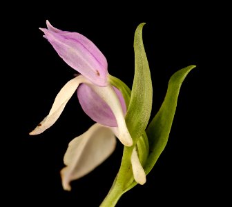 Galearis spectabilis, Showy Orchis side view, Howard County, MD, HeLoMetz 2017-05-08-16.47