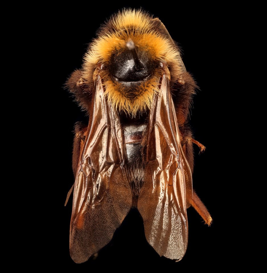 Bombus variabilis, m, back, St. Mary's Co, MD 2019-03-23-13.31.17 ZS PMax UDR-Recovered