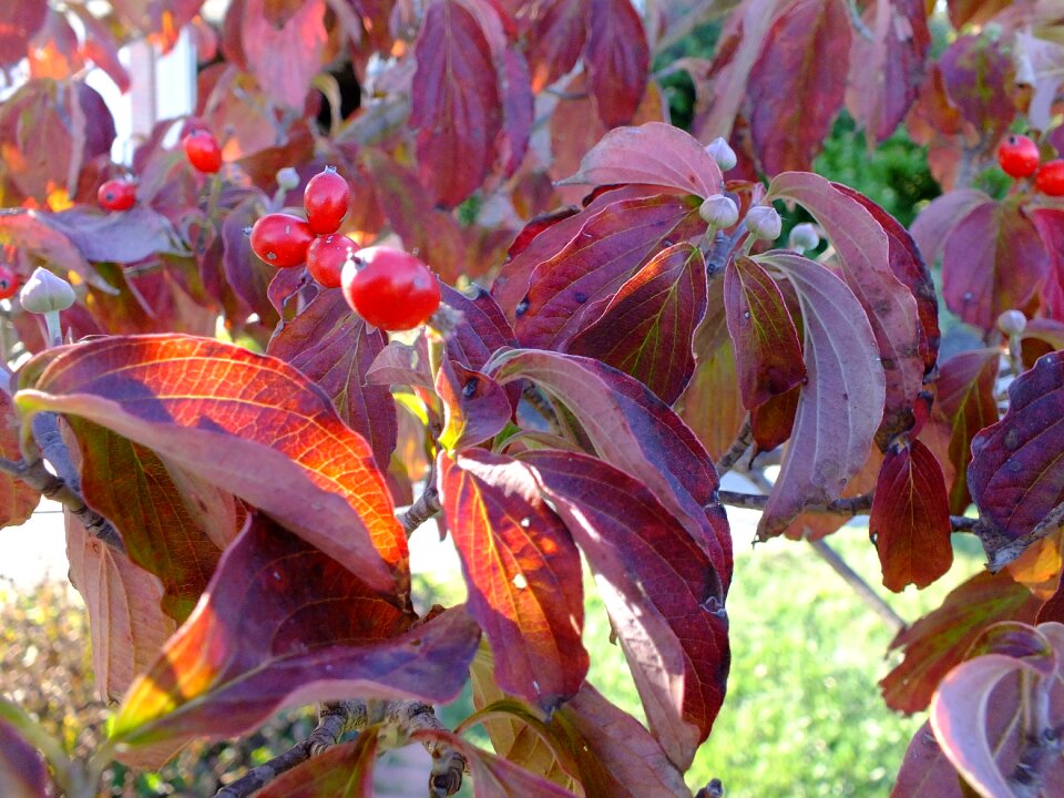 Red autumn october