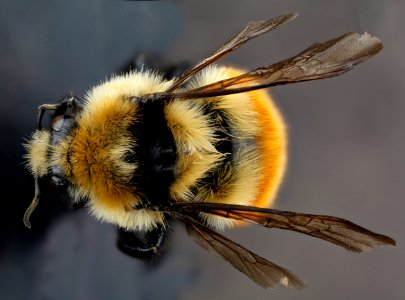 Bombus huntii, M, back1, Pennington County, South Dakota 2012-11-15-16.37.04 ZS PMax photo