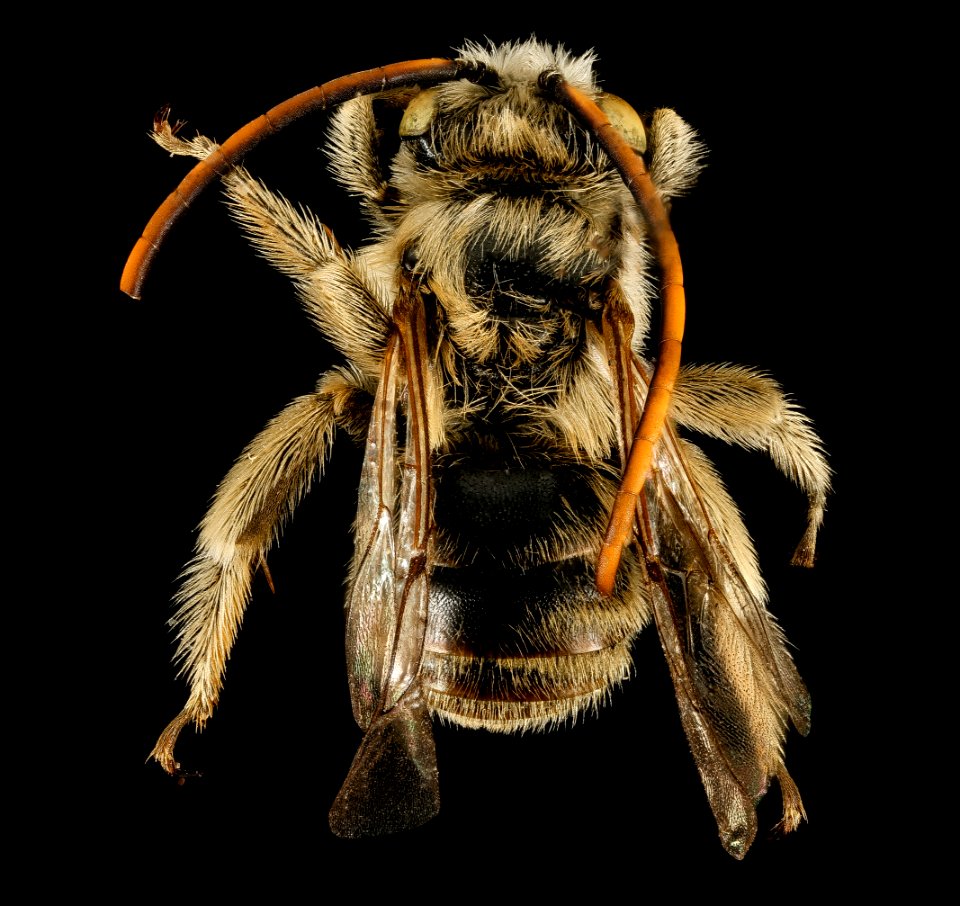 Melissodes lupina,m,back,Lincoln Co, WY 2016-02-25-11.48