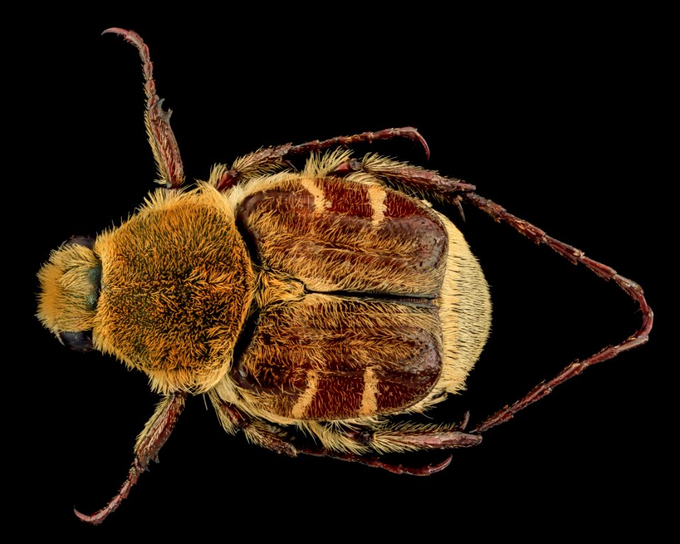 Chafer, U, Back, Ohio, Vinton County 2013-07-11-16.51.40 ZS PMax